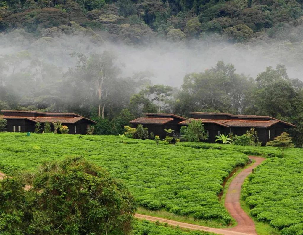 Nyungwe House Nyungwe House